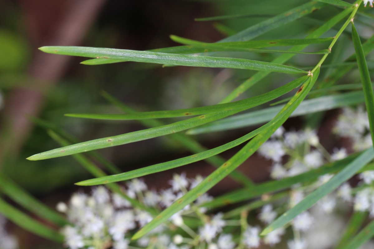 Asparagus falcatus L.